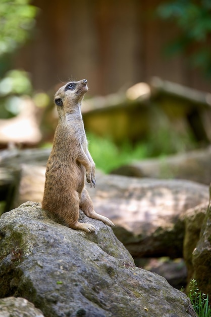 Close-up de suricata em rocha