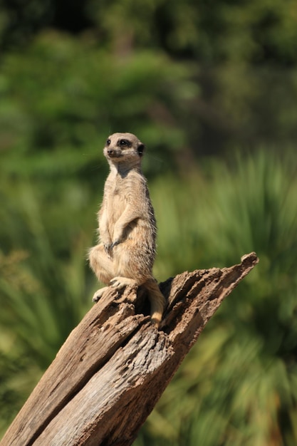 Foto close-up de suricata em uma árvore