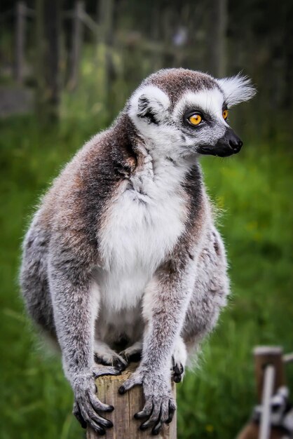 Foto close-up de suricata no campo