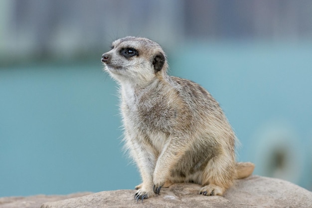 Close-up de suricata olhando para cima
