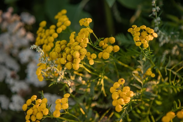 Close-up de Tansy Comum