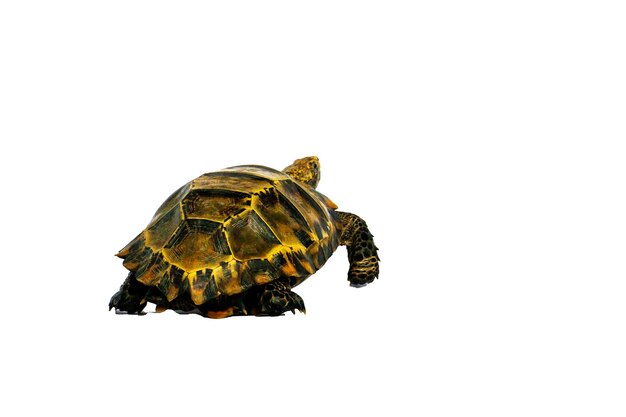 Foto close-up de tartaruga contra fundo branco