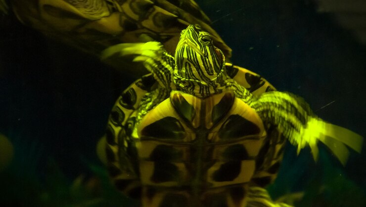 Foto close-up de tartaruga em folha à noite