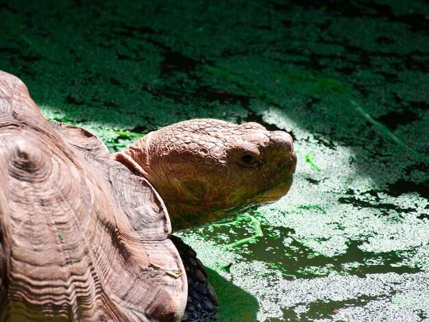 Close-up de tartaruga em um lago