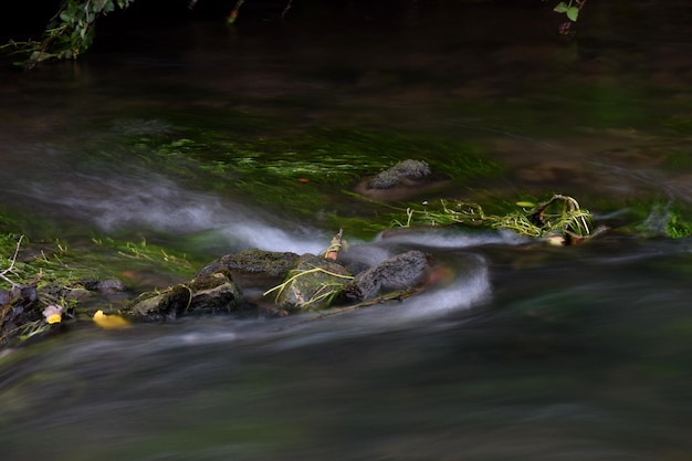 Foto close-up de tartaruga em um rio