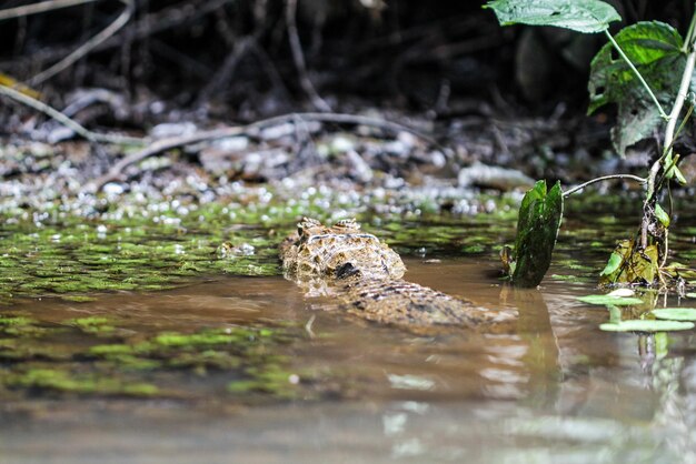 Foto close-up de tartaruga na água