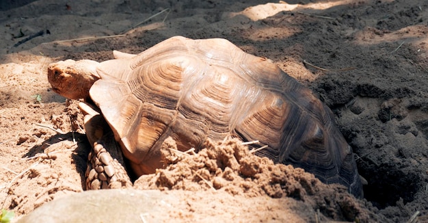 Foto close-up de tartaruga na areia