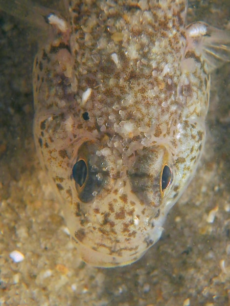 Foto close-up de tartaruga no mar