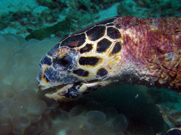 Close-up de tartaruga no mar