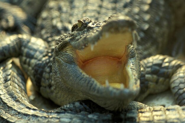 Foto close-up de tartaruga