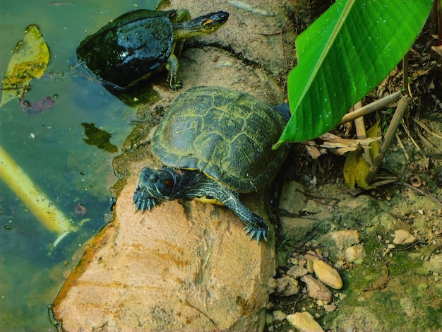 Foto close-up de tartarugas no zoológico