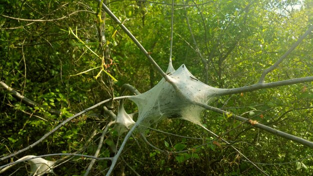 Close-up de teia de aranha em galho de árvore na floresta