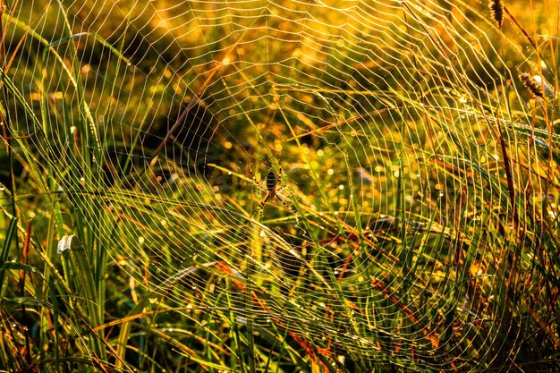 Foto close-up de teia de aranha molhada em plantas matinais de outono