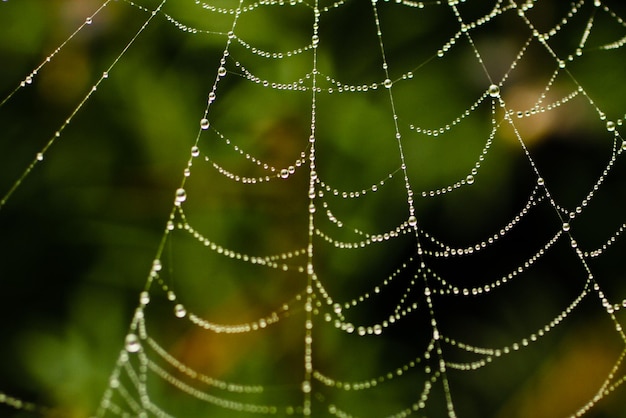 Foto close-up de teia de aranha molhada no campo