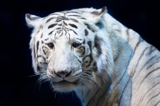 Close-up de tigre branco sobre um fundo escuro.