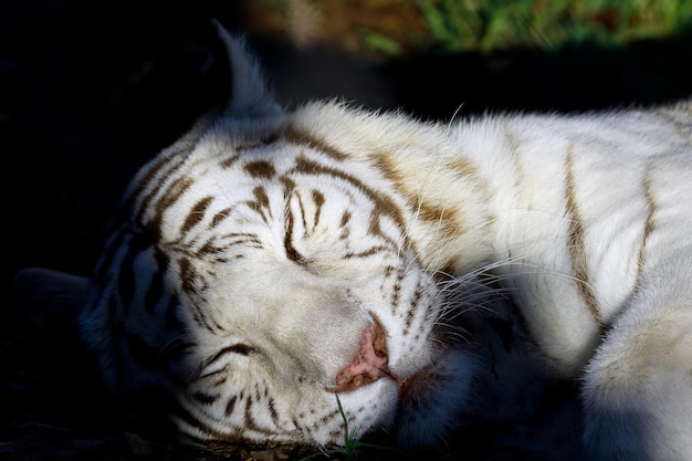 Foto close-up de tigre branco