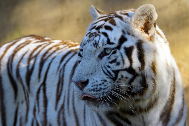 Close-up de tigre branco