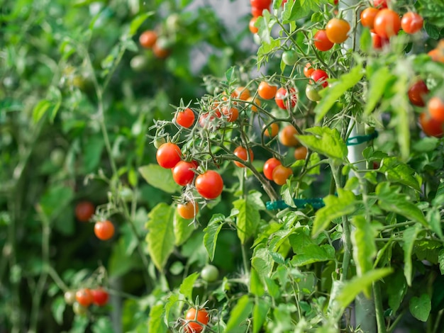 Close-up de tomate cereja crescendo em uma horta