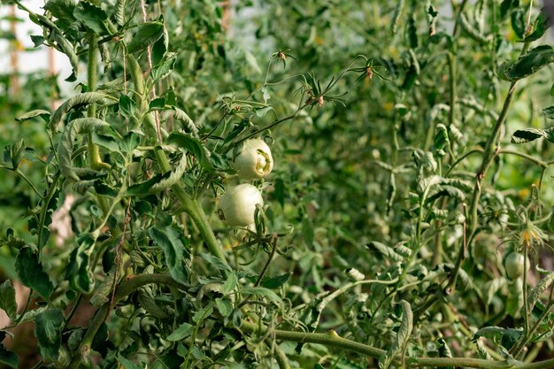 Foto close-up de tomate em estufa