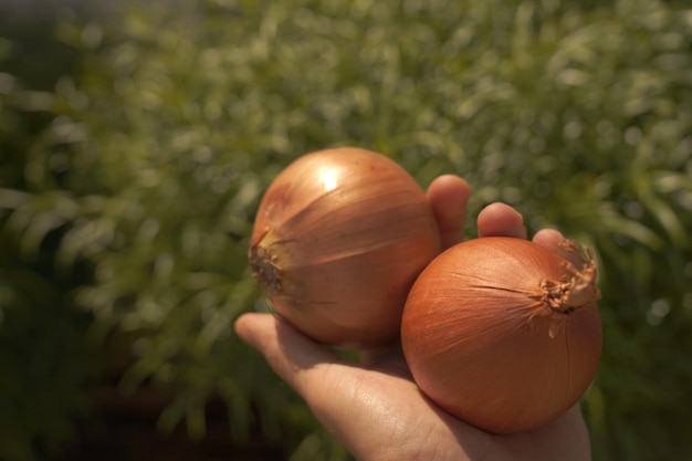 Foto close-up de tomate na mão