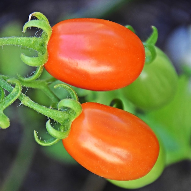 Foto close-up de tomates cherry em uma planta de tomate