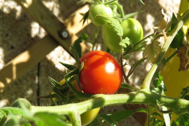 Foto close-up de tomates crescendo em árvores