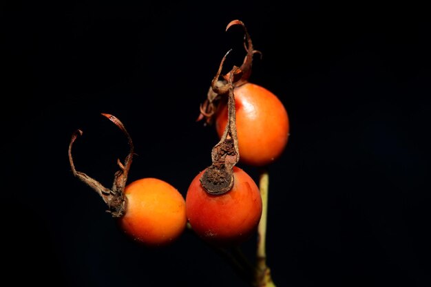 Foto close-up de tomates em fundo preto