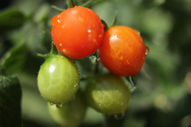 Foto close-up de tomates molhados na planta