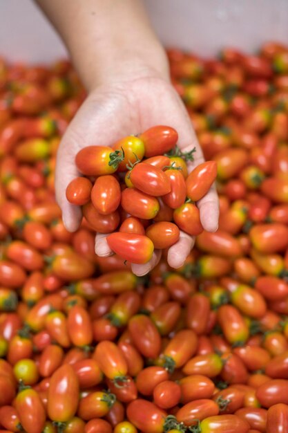 Foto close-up de tomates na mão