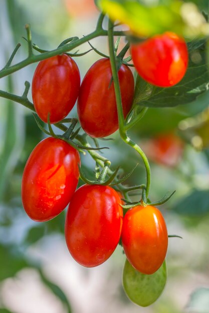 Foto close-up de tomates na planta