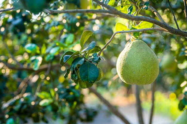 Close up de toranja verde cresce na árvore de toranja em um fundo de jardim colheita de frutas cítricas Tailândia.