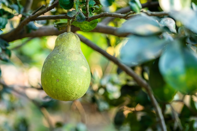 Close up de toranja verde cresce na árvore de toranja em um fundo de jardim colheita de frutas cítricas Tailândia.