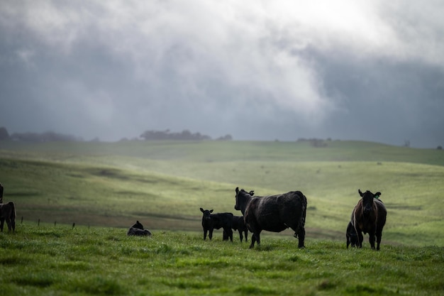 Close-up de touros e vacas Stud Beef pastando na grama em um campo na Austrália comendo feno e raças de silagem incluem salpicado park murray grey angus brangus e wagyu