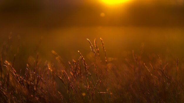 Foto close-up de trigo crescendo no campo ao pôr-do-sol