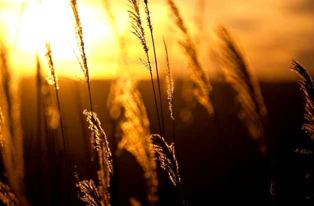 Foto close-up de trigo crescendo no campo contra o céu durante o pôr-do-sol