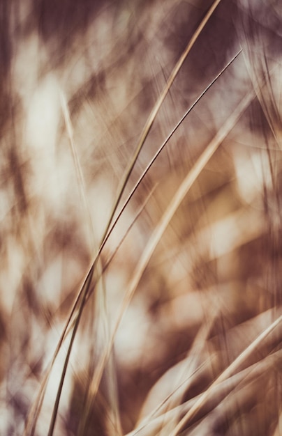 Foto close-up de trigo crescendo no campo