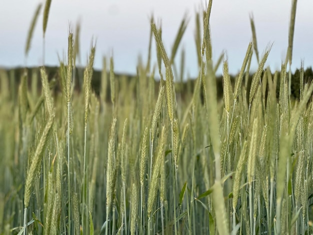 Close-up de trigo crescendo no campo