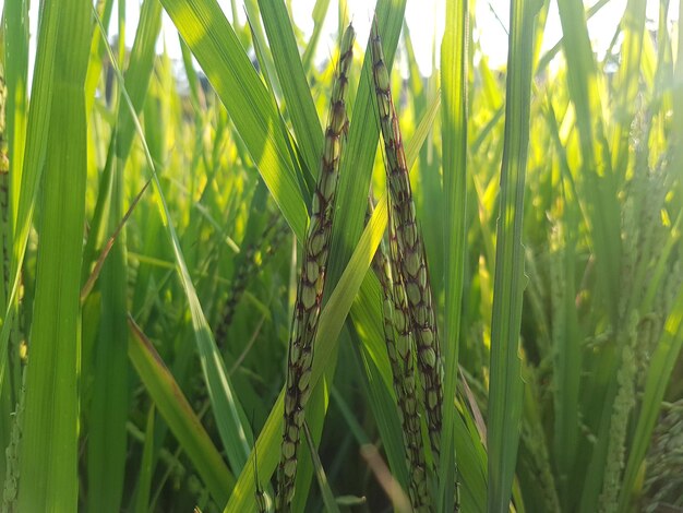 Foto close-up de trigo crescendo no campo