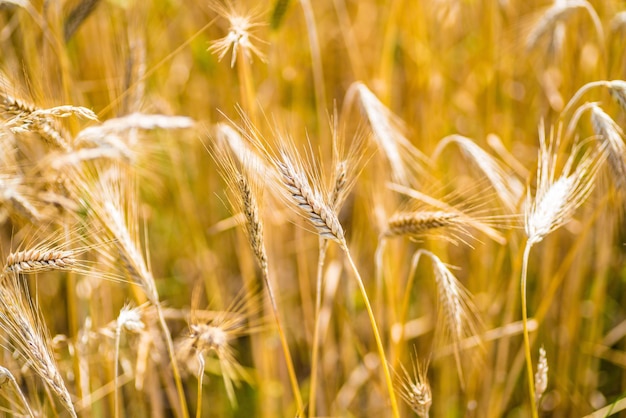 Close-up de trigo crescendo no campo