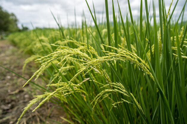 Foto close-up de trigo crescendo no campo