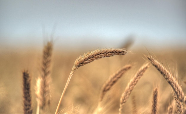 Close-up de trigo