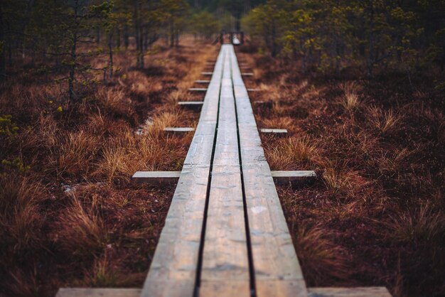 Foto close-up de trilha ferroviária em meio a árvores na floresta