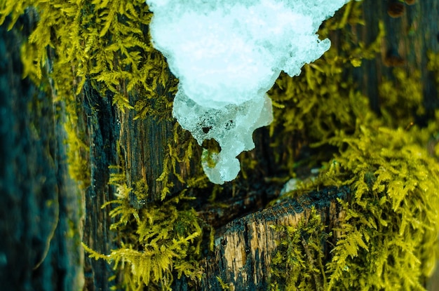 Foto close-up de tronco de árvore congelado