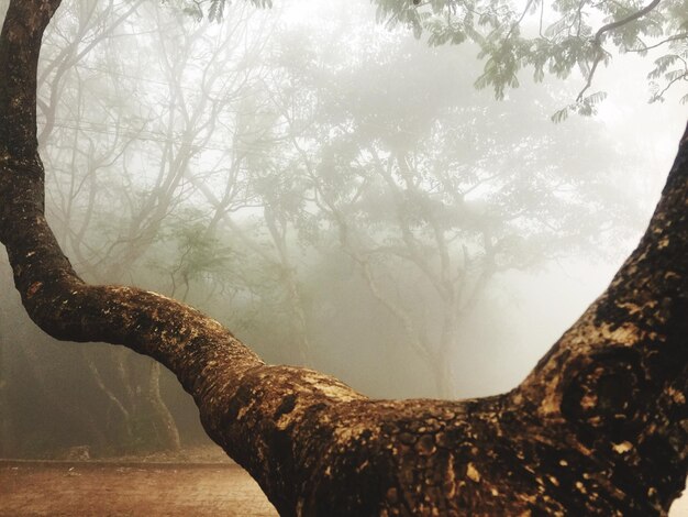 Foto close-up de tronco de árvore contra o céu