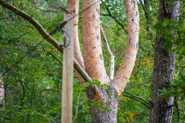 Close-up de tronco de árvore na floresta