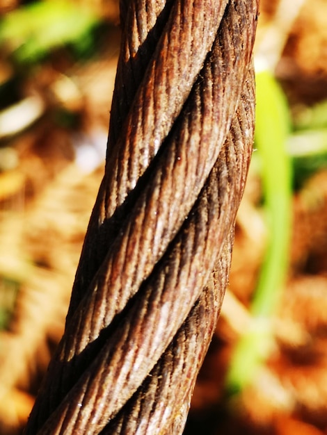 Foto close-up de tronco de árvore na floresta