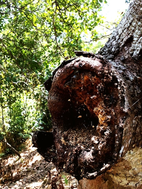 Foto close-up de tronco de árvore na floresta