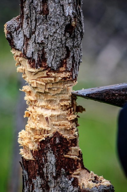 Foto close-up de tronco de árvore na floresta