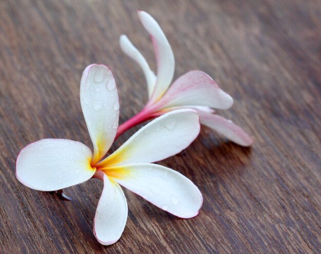 Close up de Tropical Frangipani em superfície de madeira