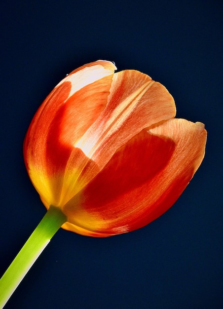 Foto close-up de tulipa laranja contra fundo preto